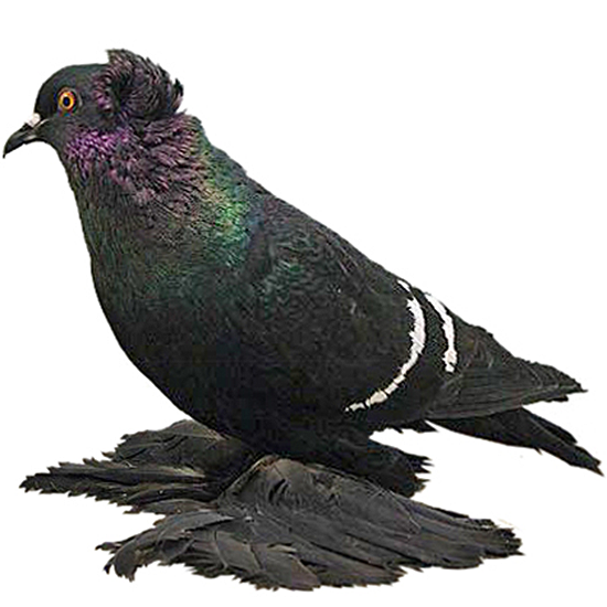 Saxon Field Pigeon